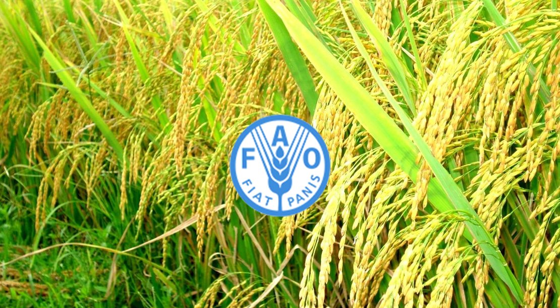 Cơ cấu tổ chức và phương thức hoạt động của FAO